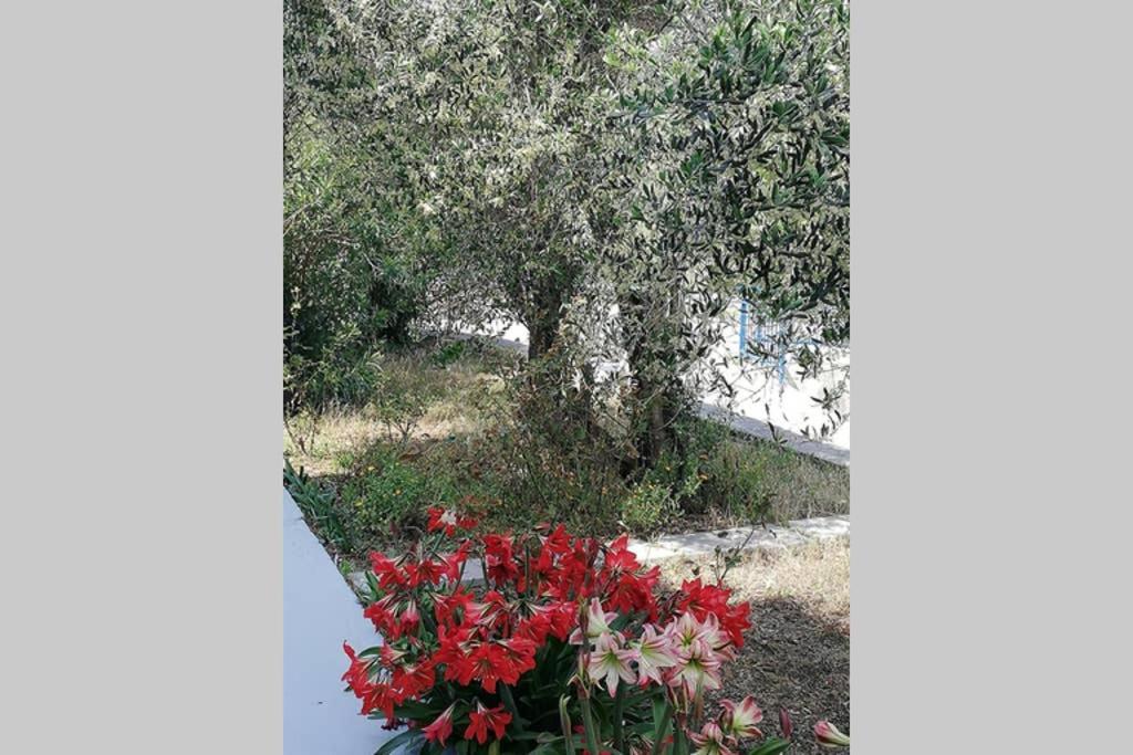 Villa Ribaric Banjol Exterior foto